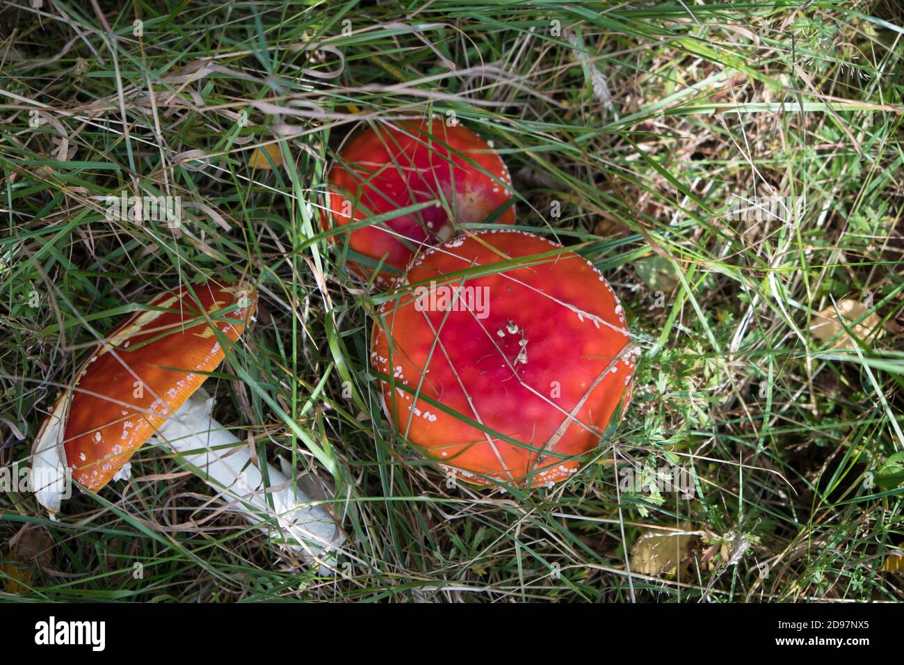 Three Fly Agaric Mushrooms in Woodland Stock Photo