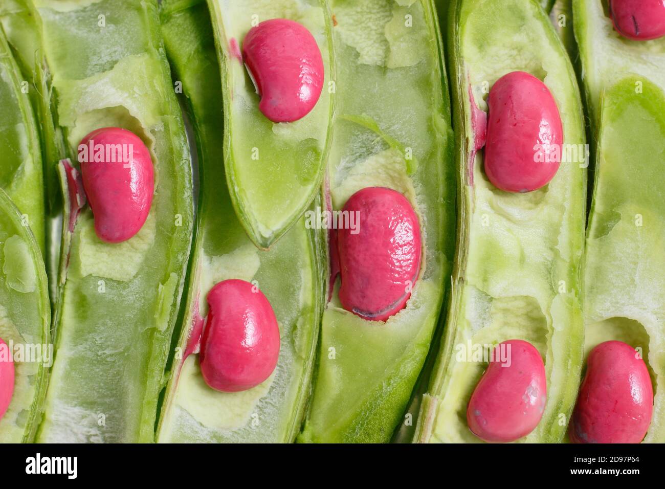 Phaseolus coccineus. Runner bean pods sliced open to reveal seeds. Stock Photo