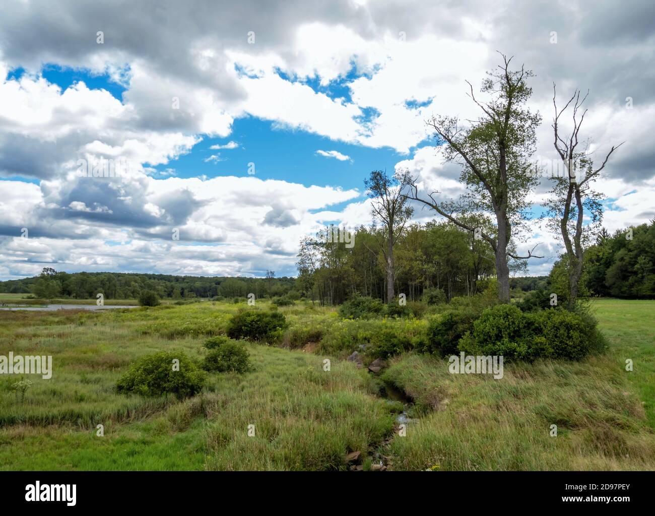Buzzards swamp hires stock photography and images Alamy