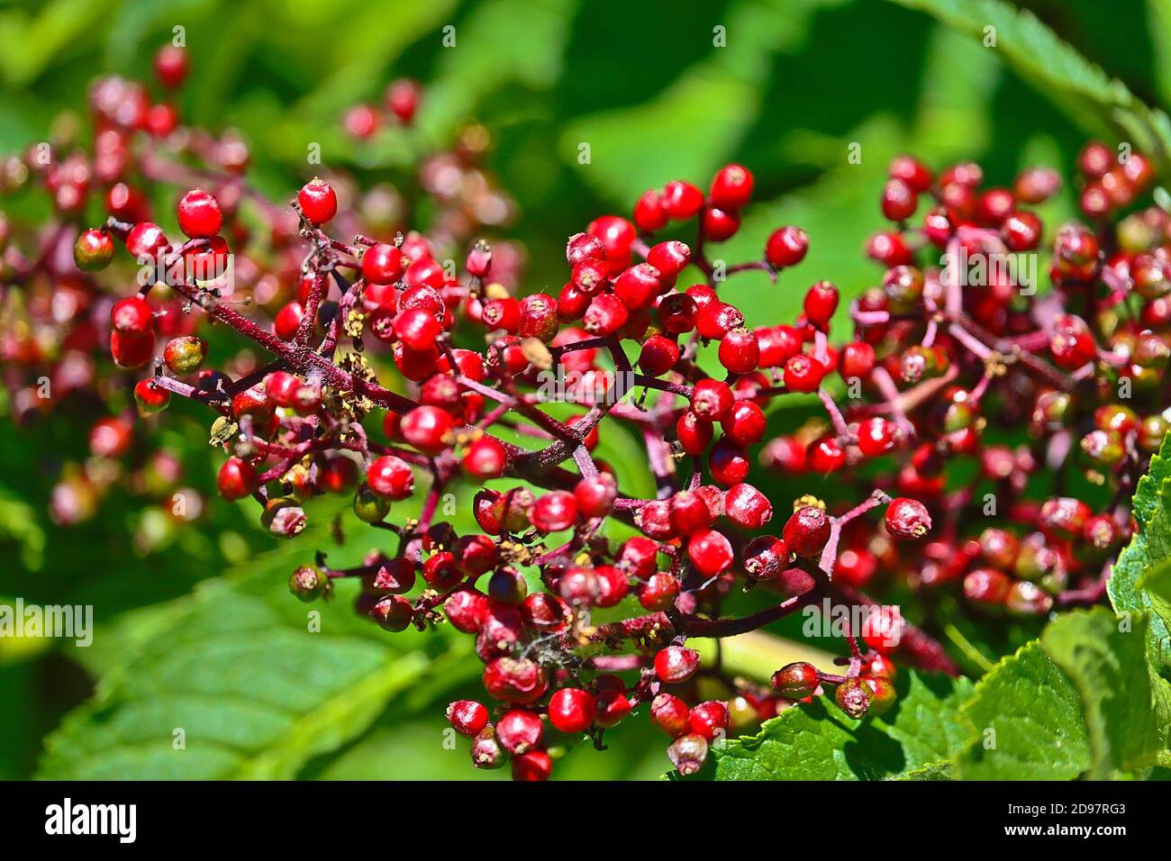 Red Elderberry (Sambucus racemosa) at Crater Lake National Park in