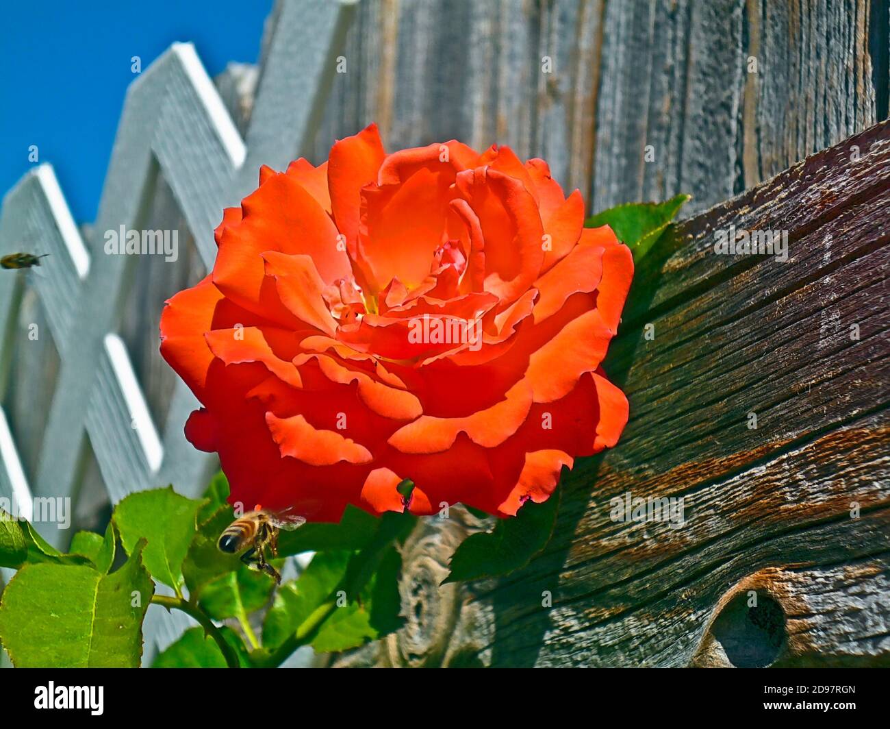 Orange rose with honey bee (genus Apis). Stock Photo