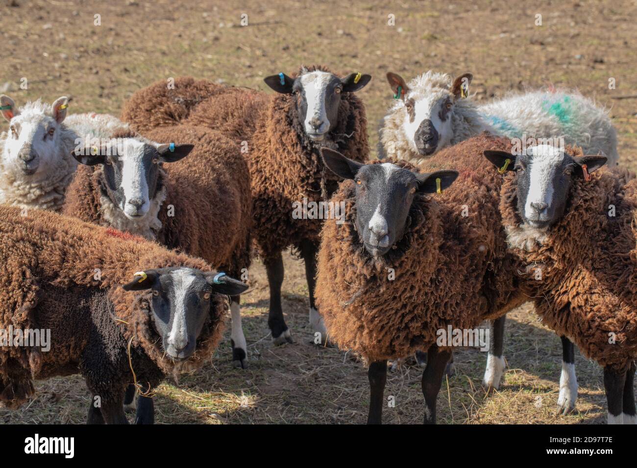 Sheep, cross bred, looking towards onlooker, waiting to be fed. Black and white striped marked faces. Stock Photo