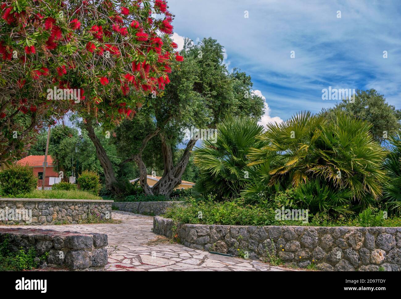 Summer landscape – beautiful park with olive and palm trees, blooming callistemon with red flowers and blue sky. Stock Photo