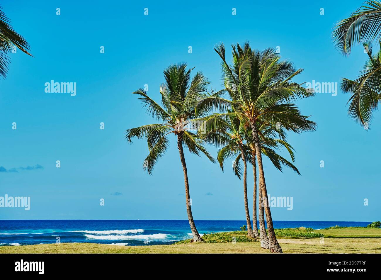 Palm trees at Maili Beach Park, Leeward Coast, Hawaiian Island Oahu, Hawaii, Aloha State, United States Stock Photo