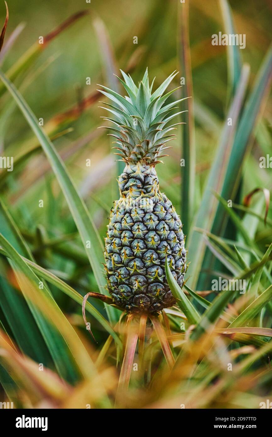 Pineapple (Ananas comosus) on a plantation, Hawaiian Island Oahu