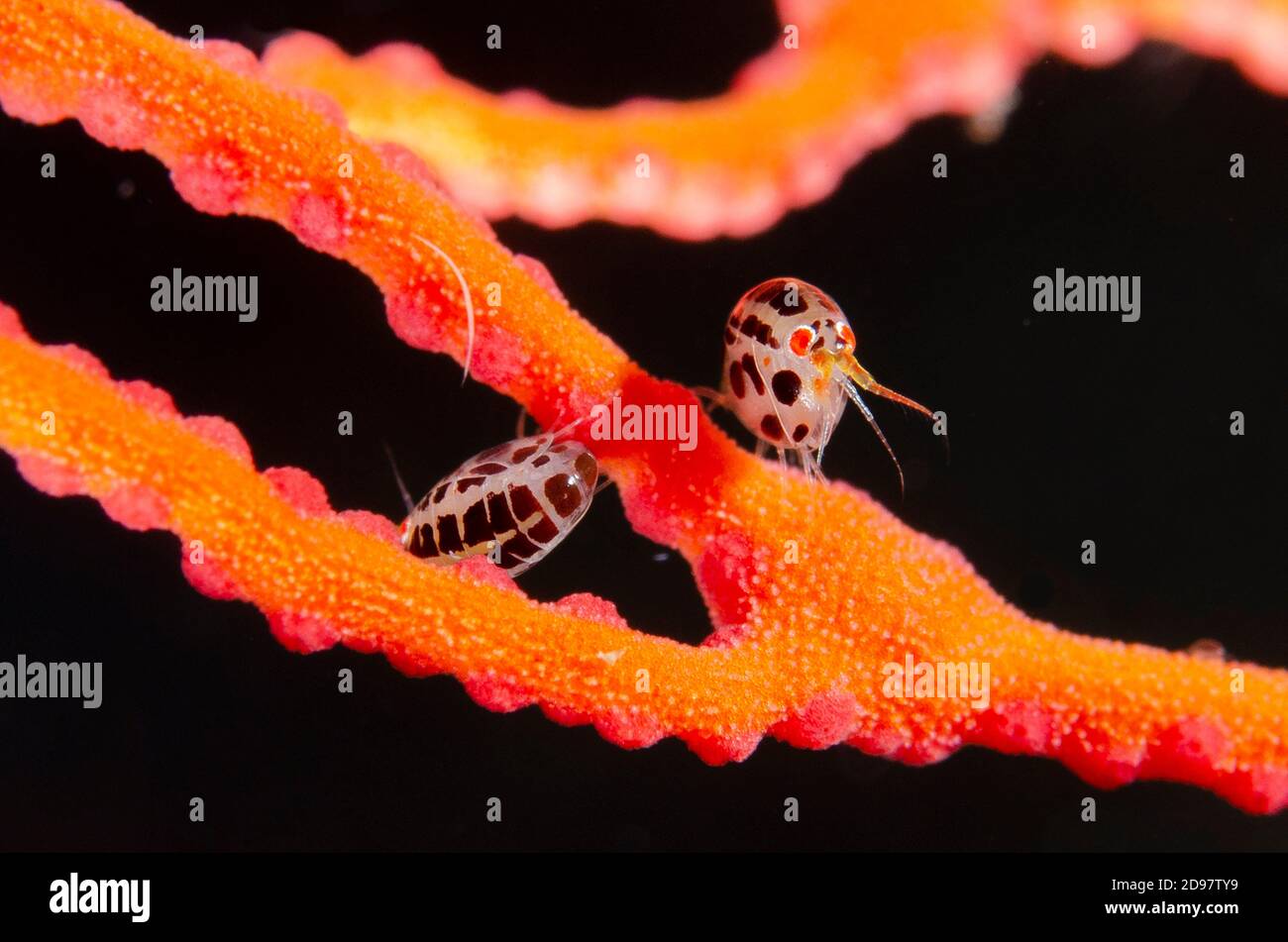 Cyproideidae hi-res stock photography and images - Alamy