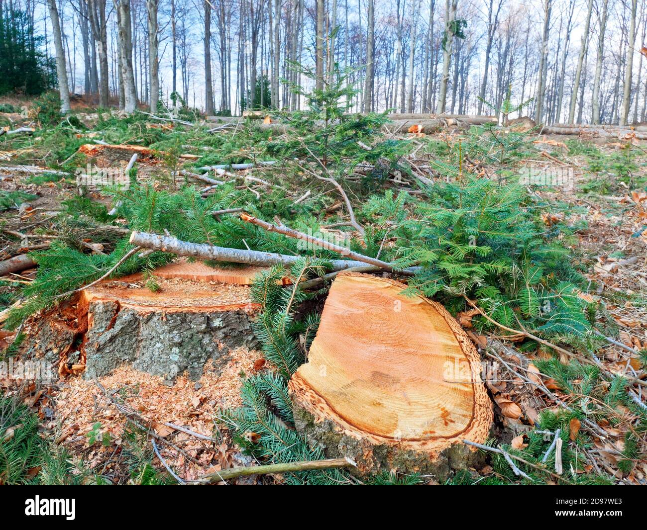 Selective logging of European silver fir pine forest (Abies alba) at Pla del Rovirol site. Montseny Natural Park. Barcelona province, Catalonia, Stock Photo