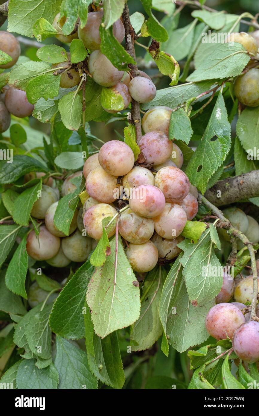 Cherry or Myrobalan Plums (Prunus cerasifera). Cultivated in Europe for 400 years. Naturalized in UK. Found growing in hedgerows. Norfolk. East Anglia Stock Photo