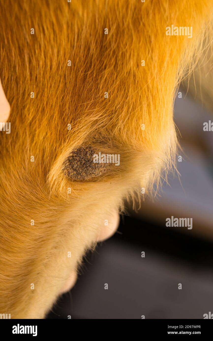 Callus pyoderma of the elbow in a two-year-old dog. Although the dog had  soft bedding, it chose to spend time lying on a metal fire escape during  the Stock Photo - Alamy