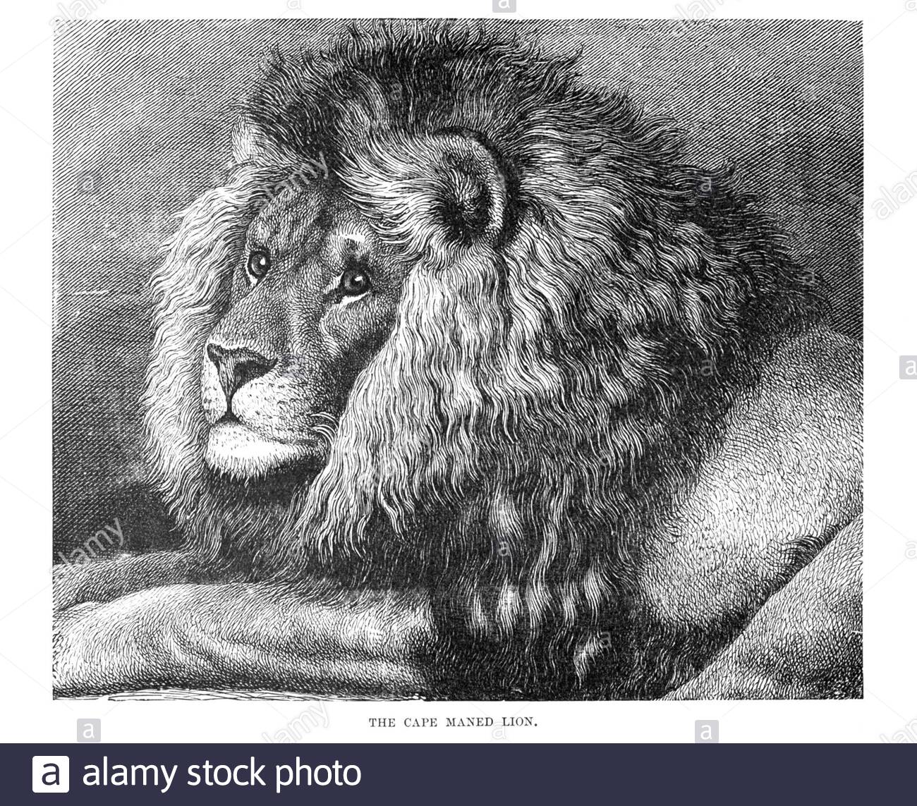 Cape Maned Lion, vintage illustration from 1893 Stock Photo