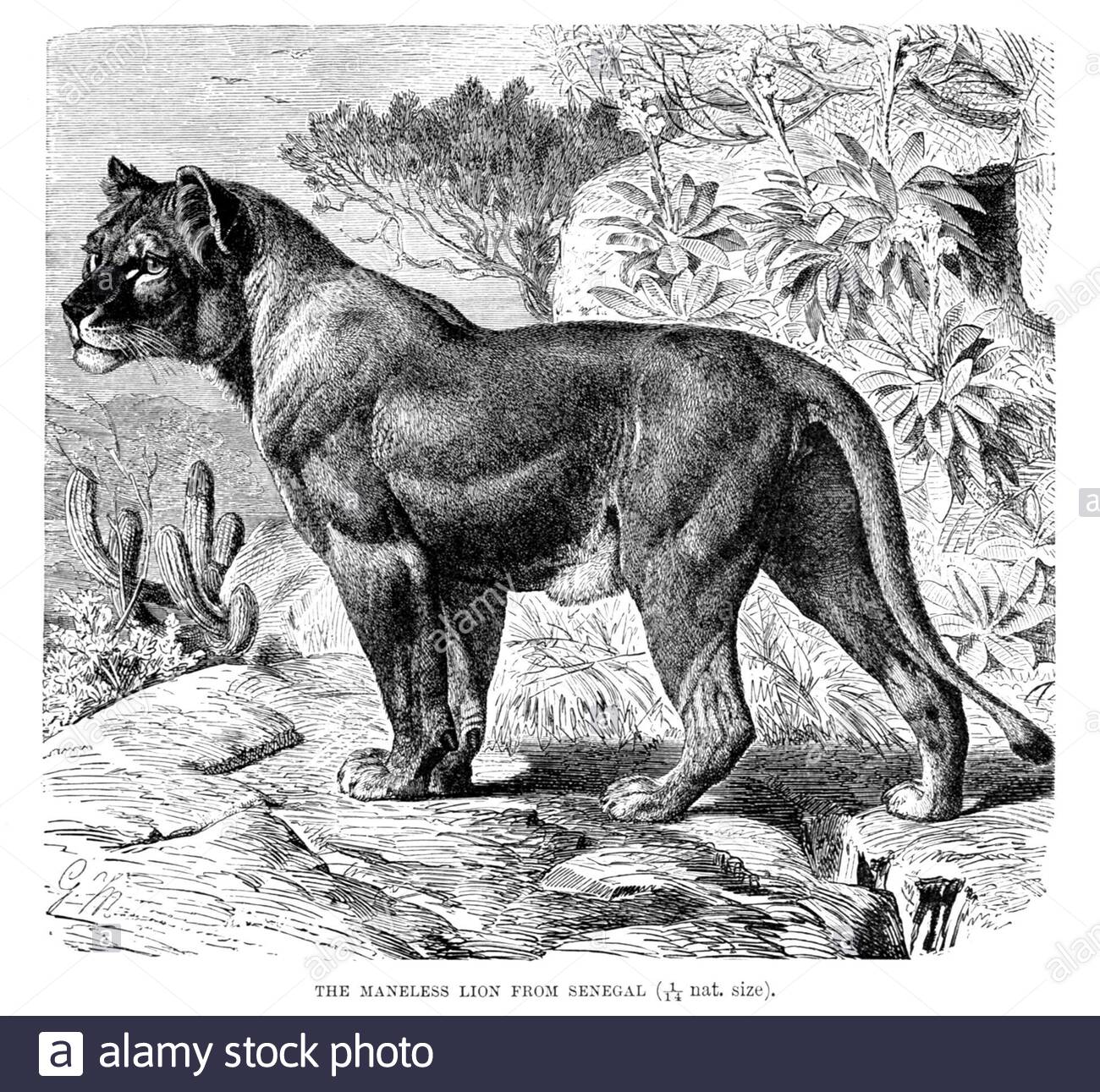 Maneless Lion from Senegal, vintage illustration from 1893 Stock Photo