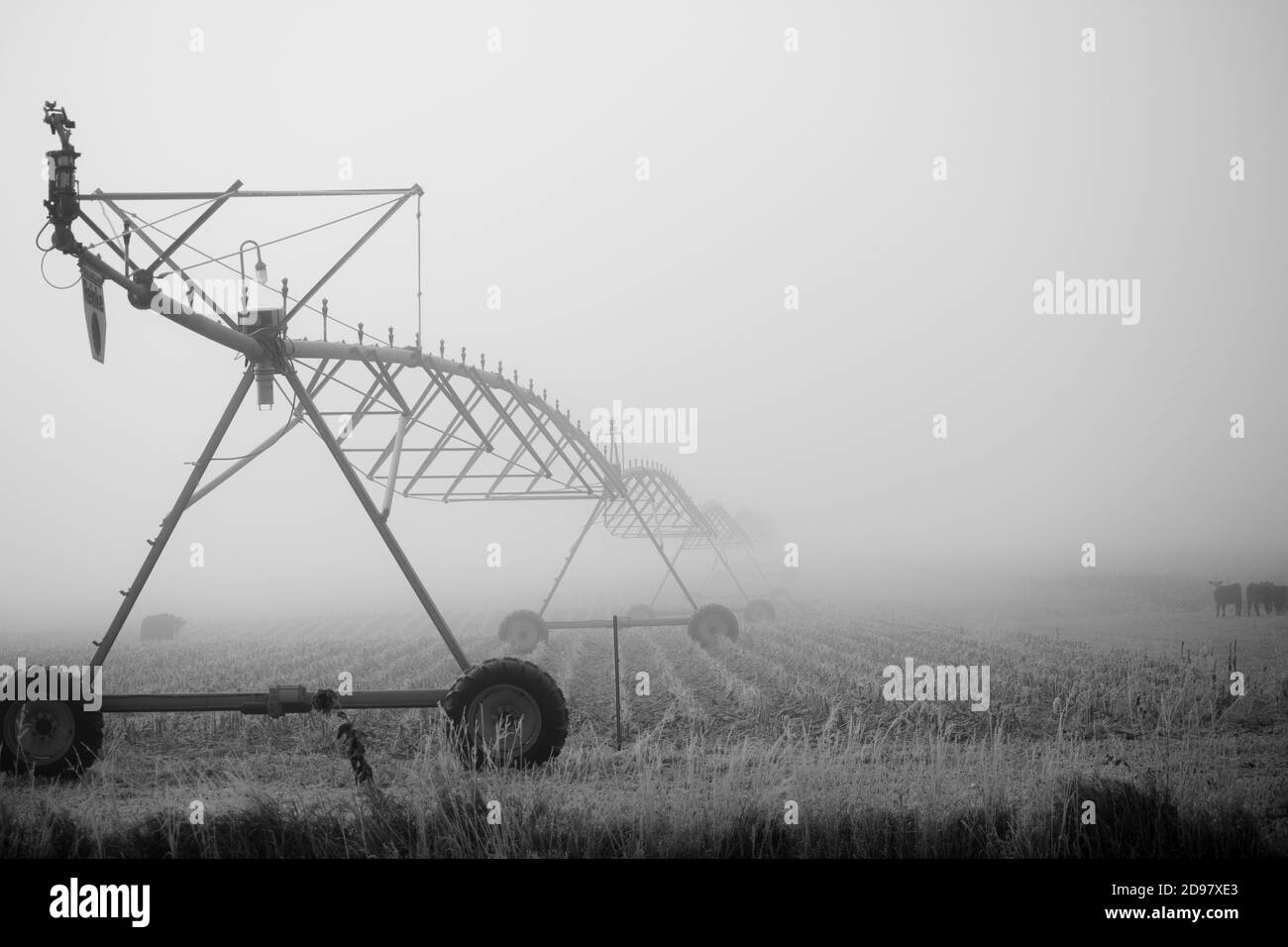 Disappearing Pivot in a foggy cornfield Stock Photo