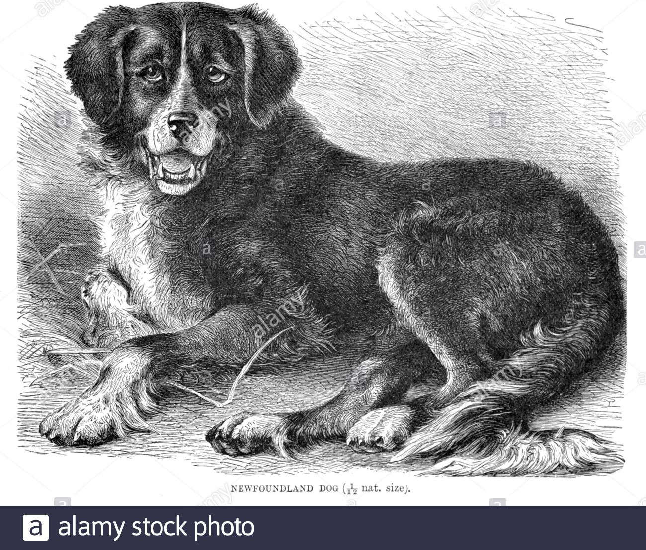 Newfoundland dog, vintage illustration from 1893 Stock Photo