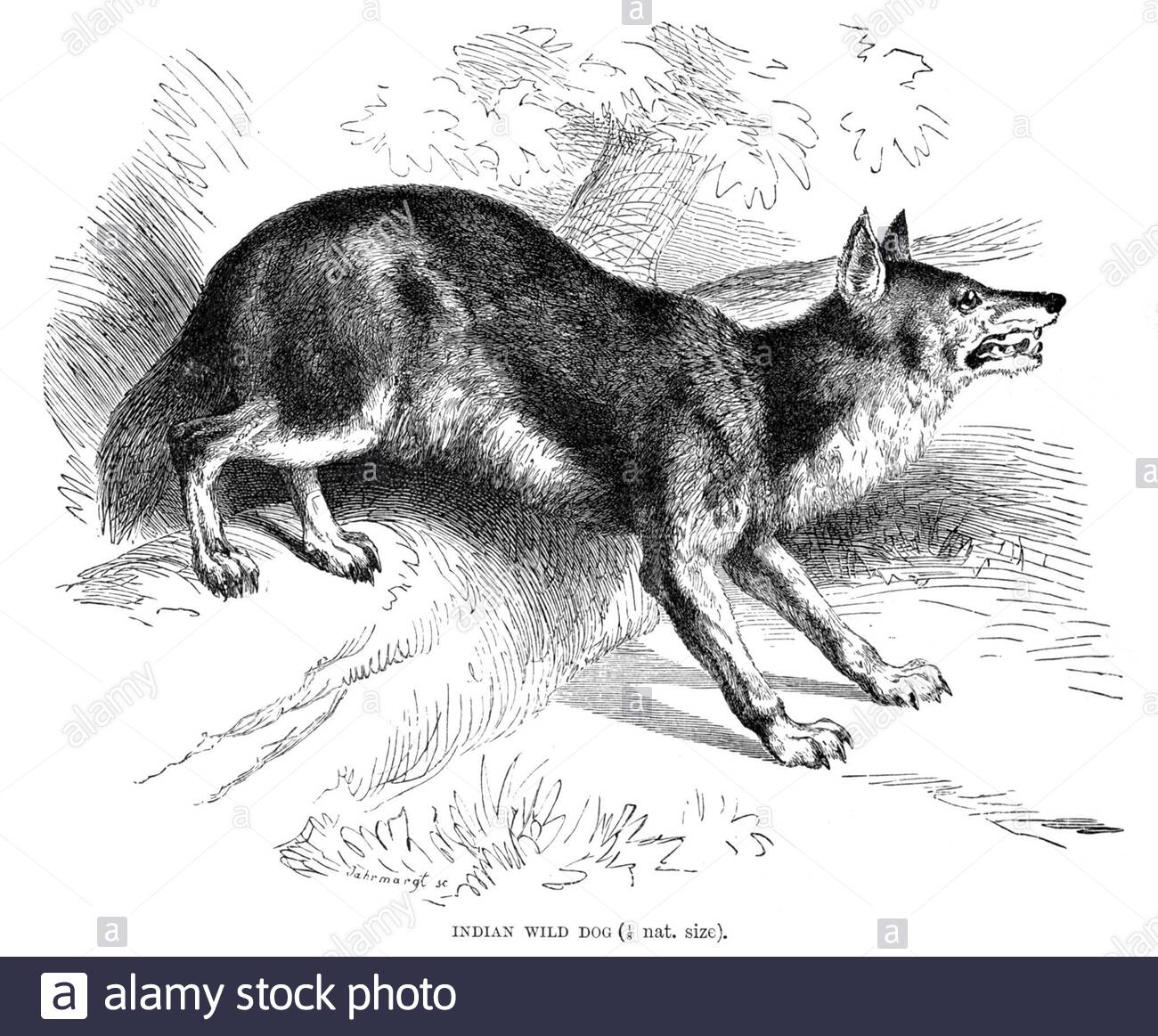 Indian dogs animal Cut Out Stock Images & Pictures - Alamy