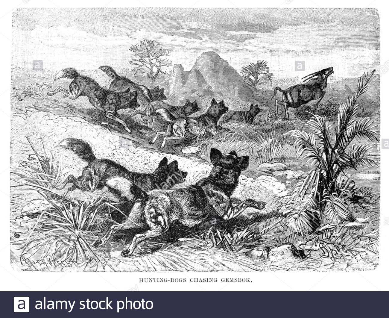 Cape Hunting Dog chasing Gemsbok, vintage illustration from 1893 Stock Photo