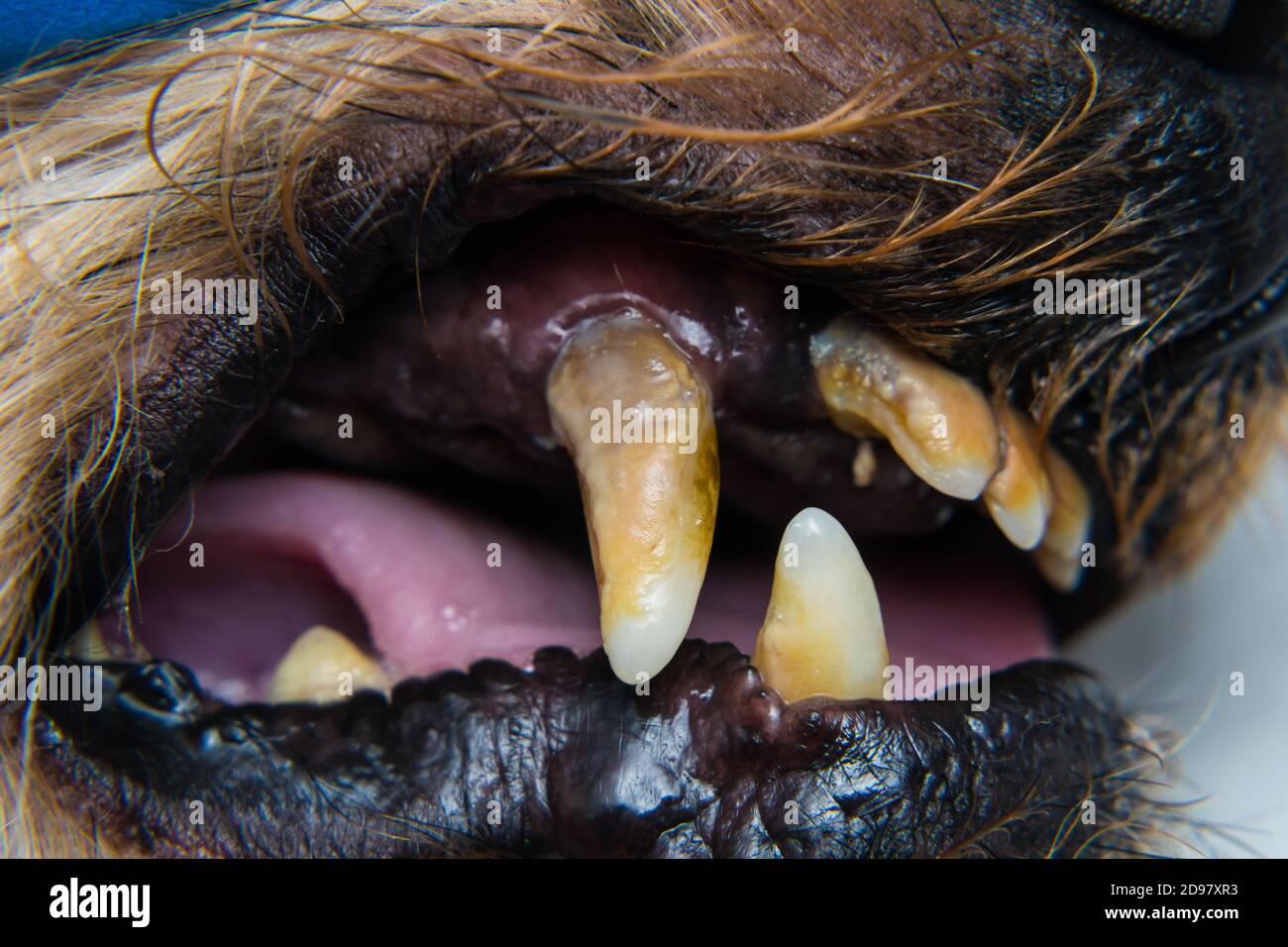 close-up photo of a dog teeth with tartar or bacterial plaque Stock Photo