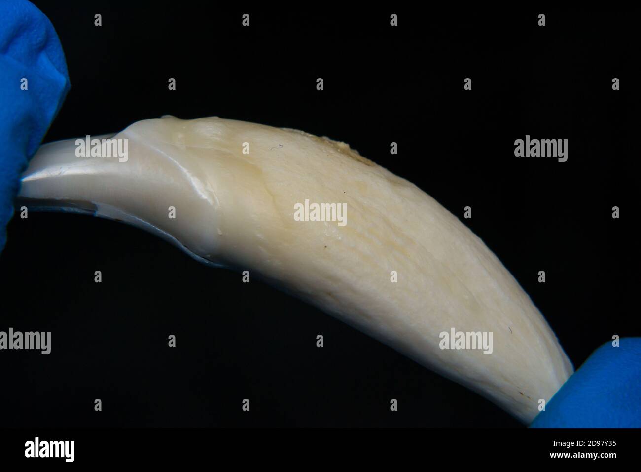 Cannis Tooth canine tooth of a large breed dog close-up Stock Photo - Alamy