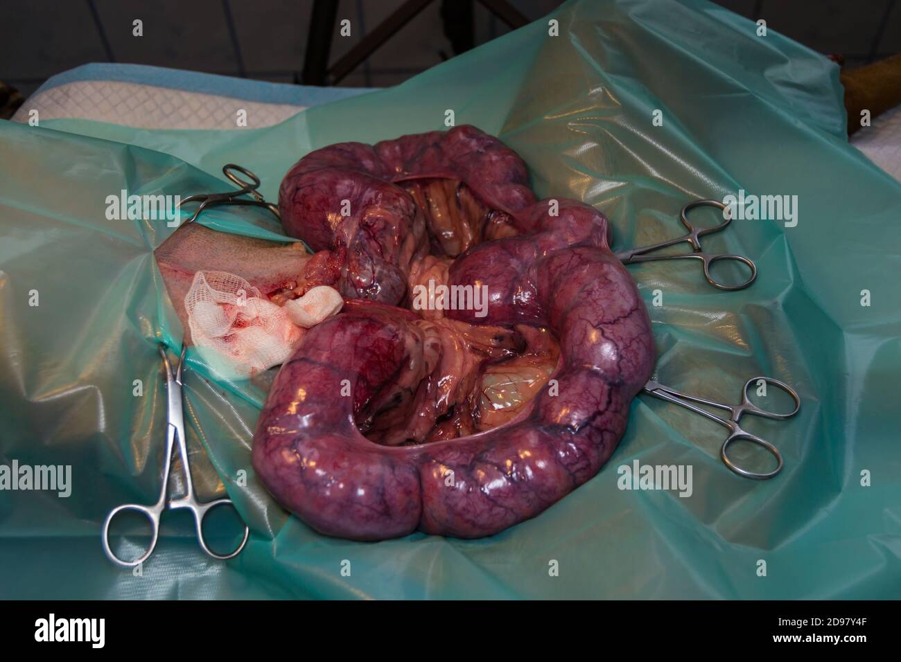 close-up photo of a pyometra surgery at the veterinary clinic Stock Photo