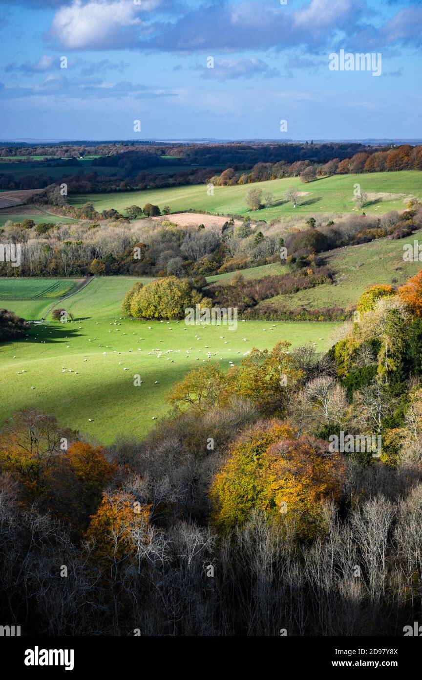 Old Winchester Hill Sheep Hi res Stock Photography And Images Alamy Old Winchester Hill Sheep Hi res Stock Photography And Images Alamy