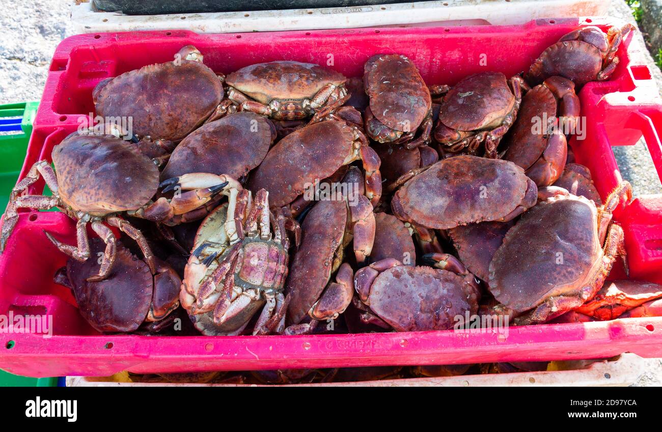 Fresh catch of edible brown crab Cancer pagurus Stock Photo Alamy