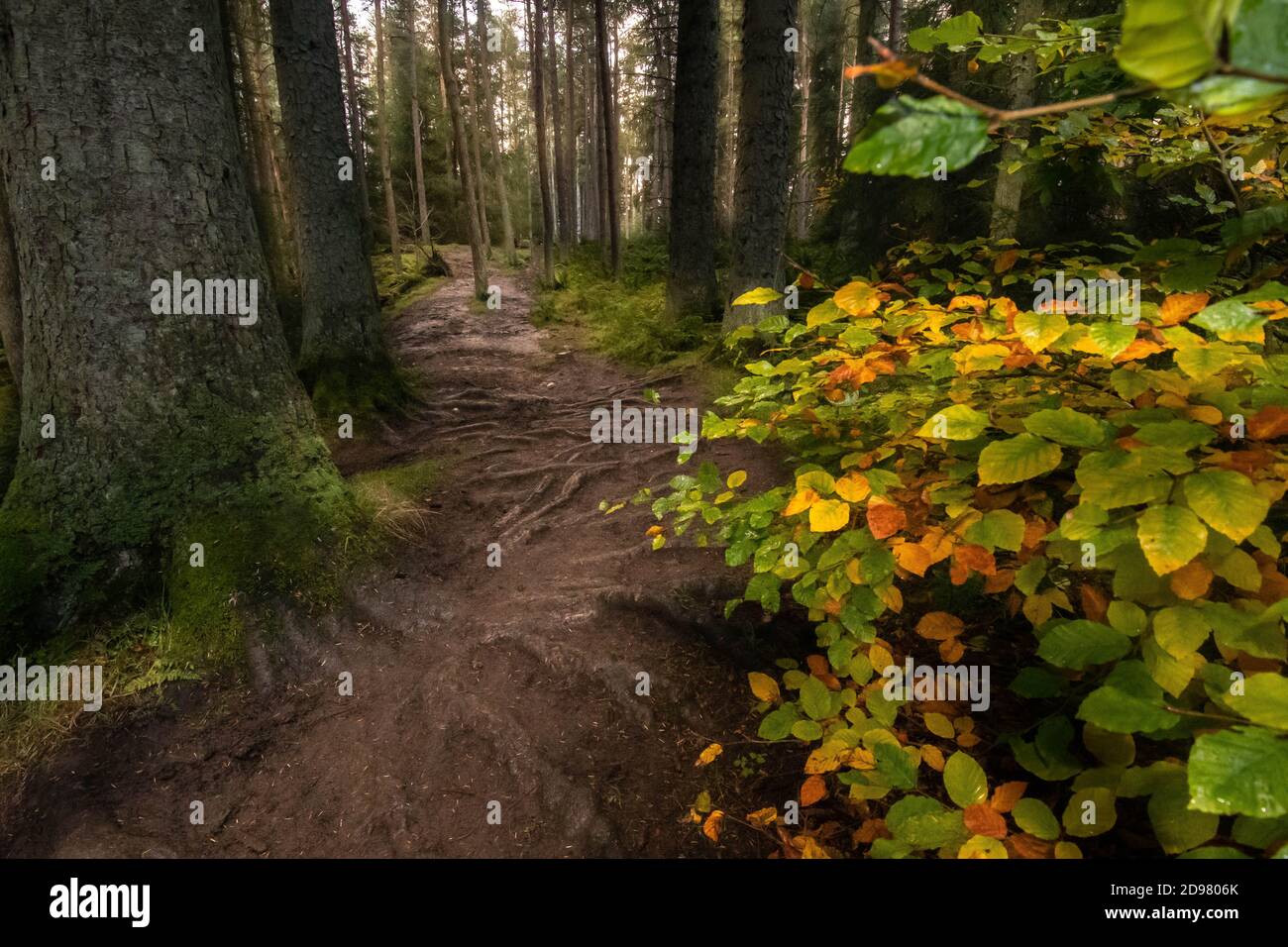 A curly pathway in colorful autumn forest Stock Photo