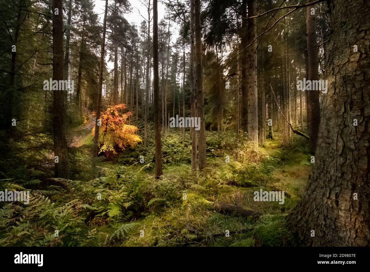 Colorful autumn forest Stock Photo