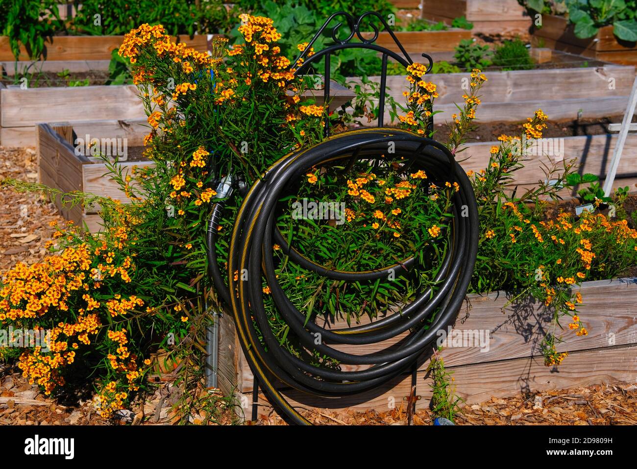 Urban Gardens with Mini Library, Coiled Hose, Ducks & Geese, Vegetables, Flowers, Kale, Sunflowers, Tomatoes, Peppers, and Copper Piping for Water. Stock Photo