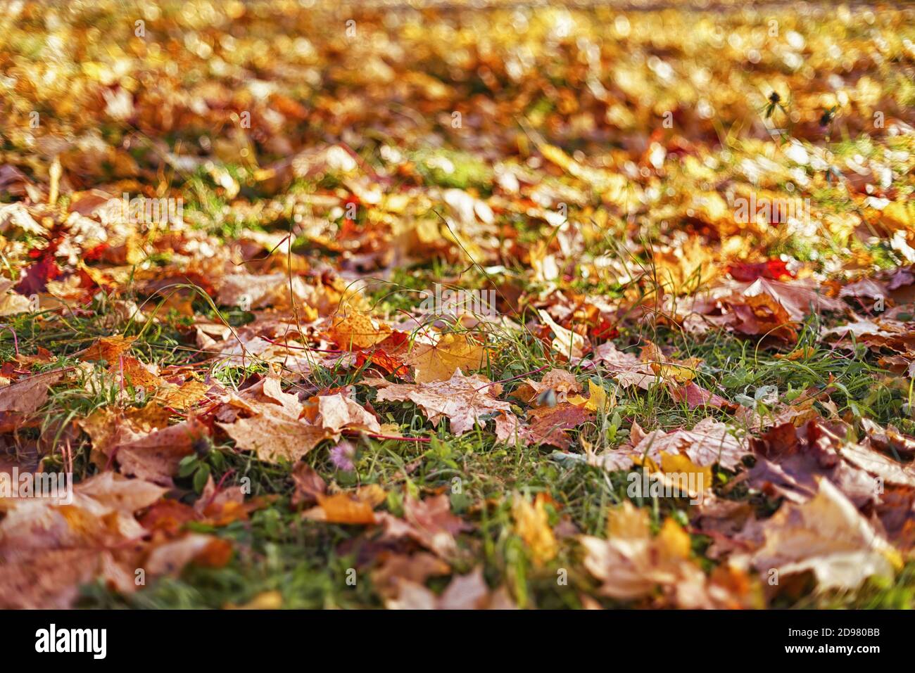 Bright autumn foliage on the ground. Selective focus Stock Photo
