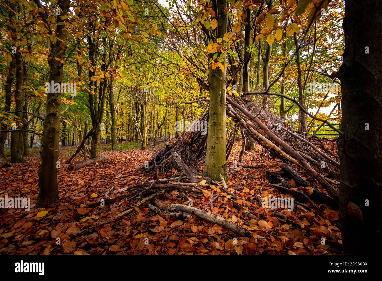 A hut in colorful autumn forest Stock Photo