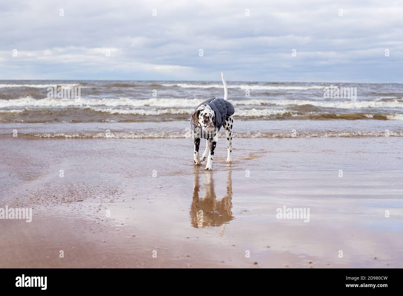 dalmatian raincoat