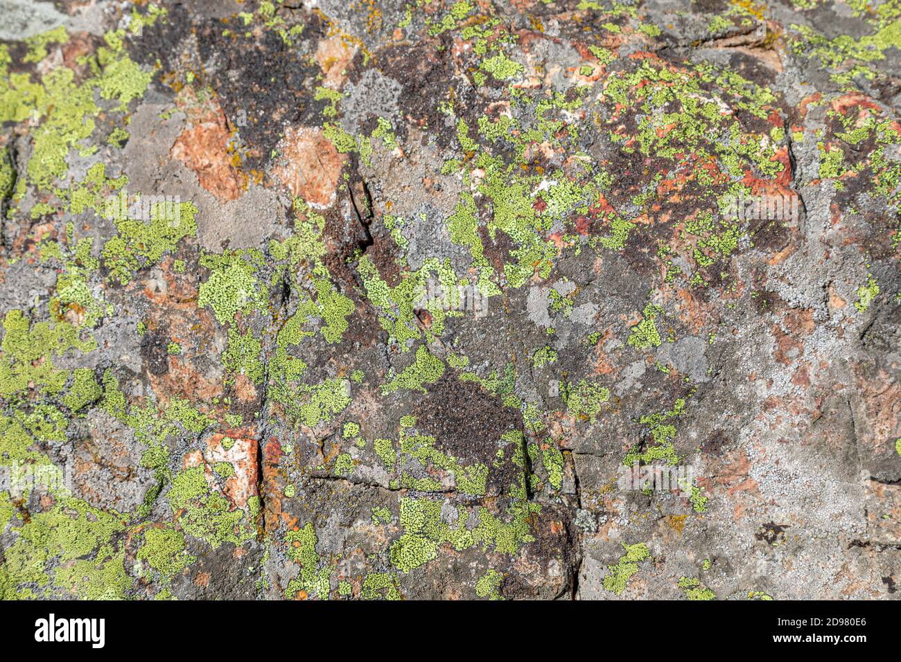 Closeup image of lichen on a rock's surface Stock Photo