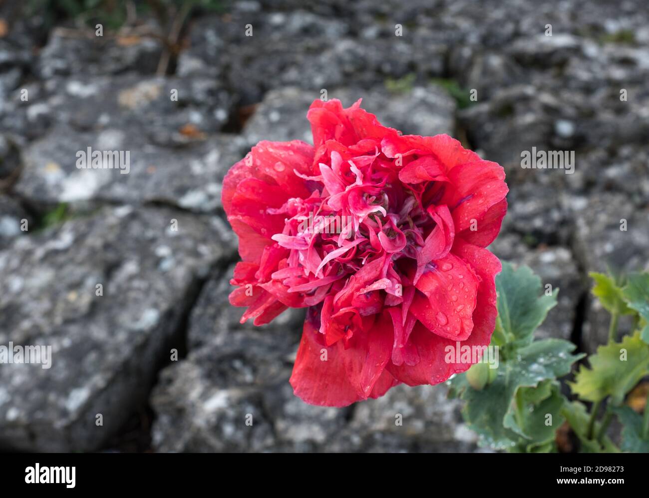 Frilled flowers hi-res stock photography and images - Alamy