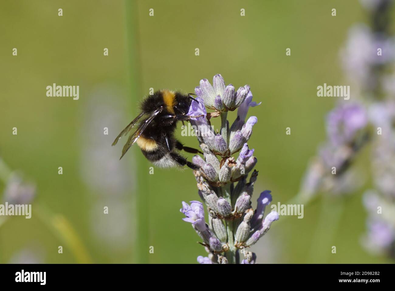 Bumblebee species in the Bombus terrestris-complex, family apidae on flowers of lavender (Lavandula), family Lamiaceae in a Dutch garden. Netherlands, Stock Photo