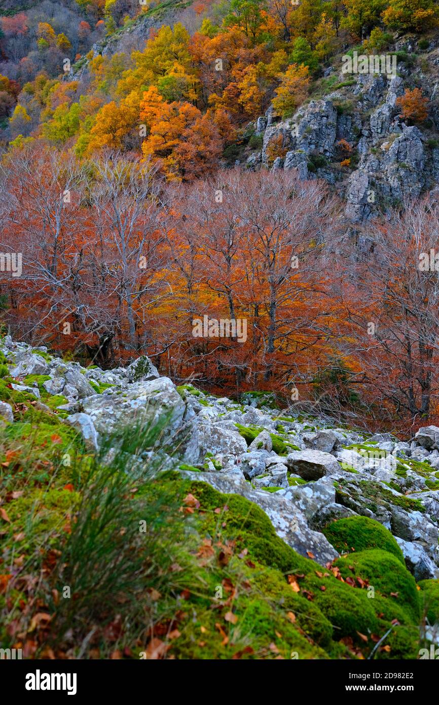 Beautiful autumn scene with moss covered rocks in the foreground and a tree filled valley in the background. Cevennes mountains in Southern France Stock Photo