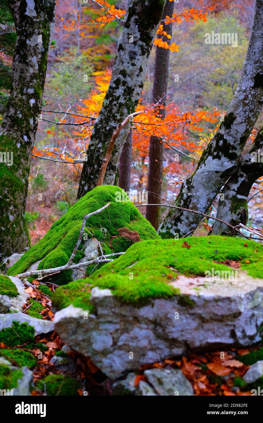 Beautiful autumn scene with moss covered rocks in the foreground and tree with orange leaves in the background. Cevennes mountains in Southern France Stock Photo