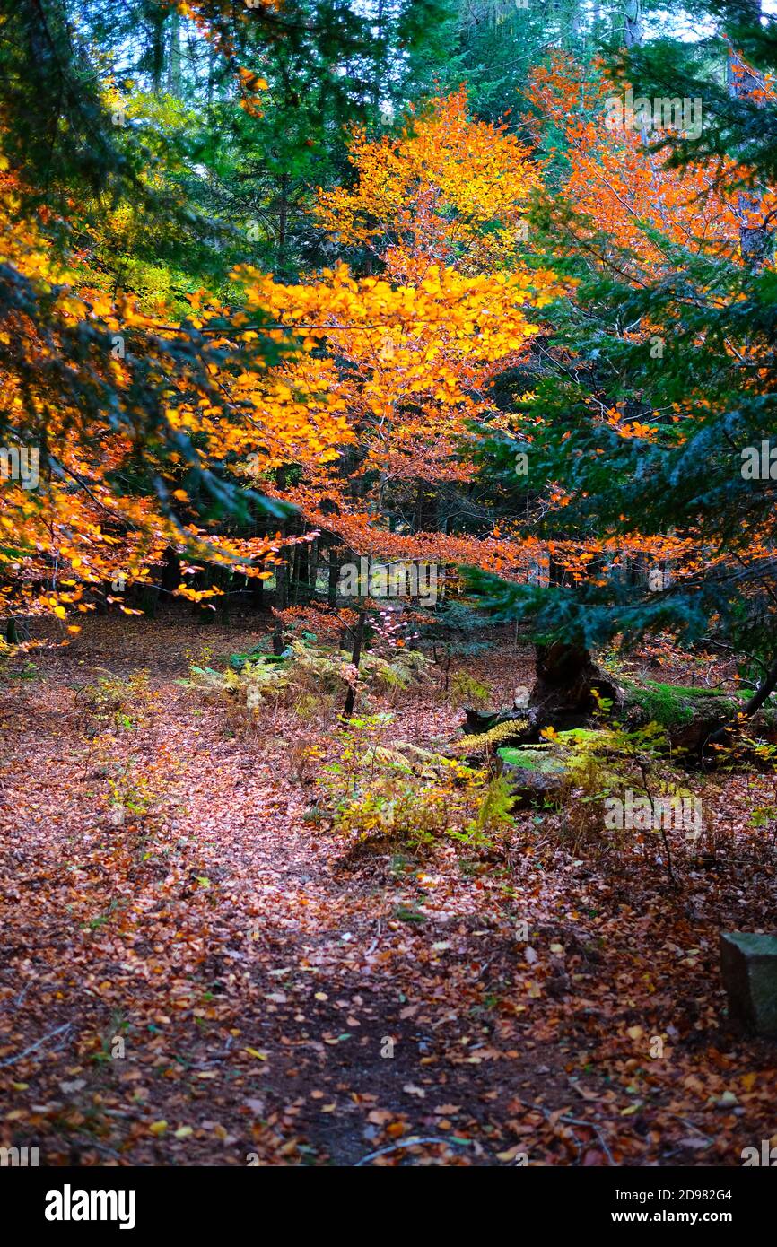 Beautiful autumn forest scene with orange leaves covering the ground in the Cevennes in Southern France Stock Photo