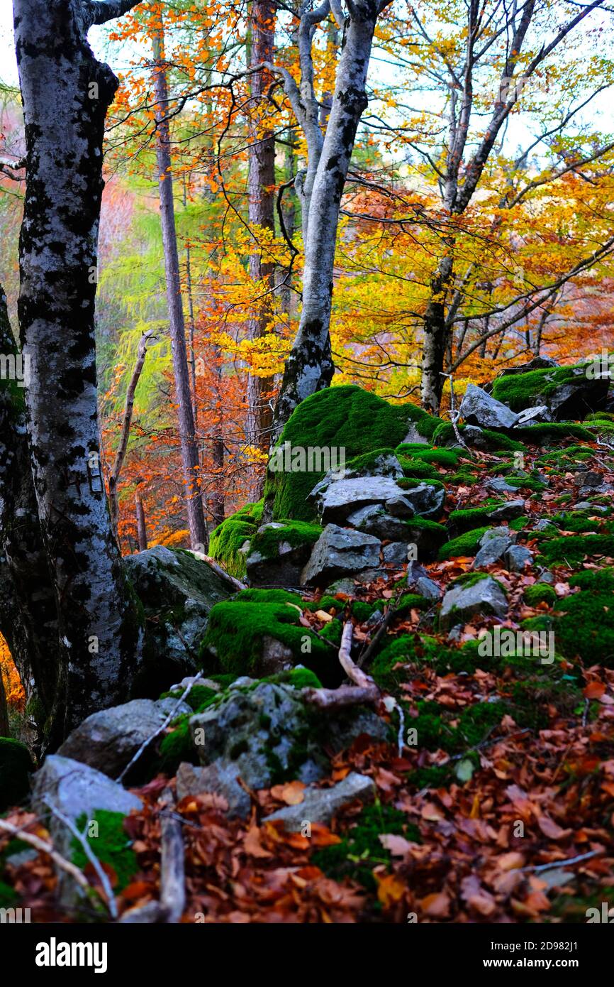 Beautiful autumn scene with moss covered rocks in the foreground and tree with orange leaves in the background. Cevennes mountains in Southern France Stock Photo