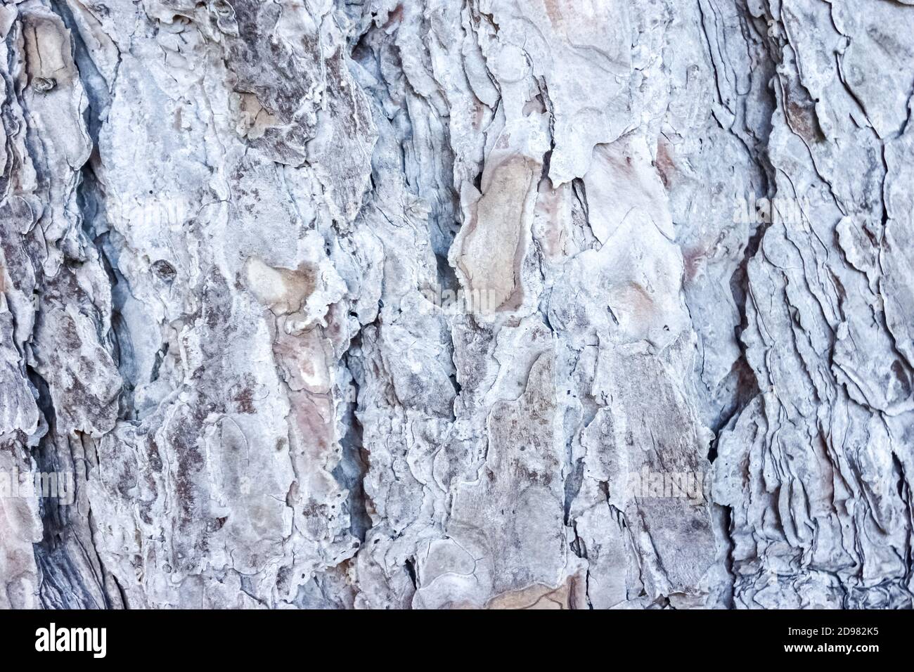 Grey bark tree hi-res stock photography and images - Alamy
