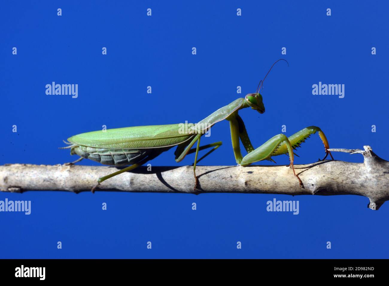 Green Female Praying Mantis, Mantis religiosa, Posed on Twig or Branch Against Blue Sky Stock Photo