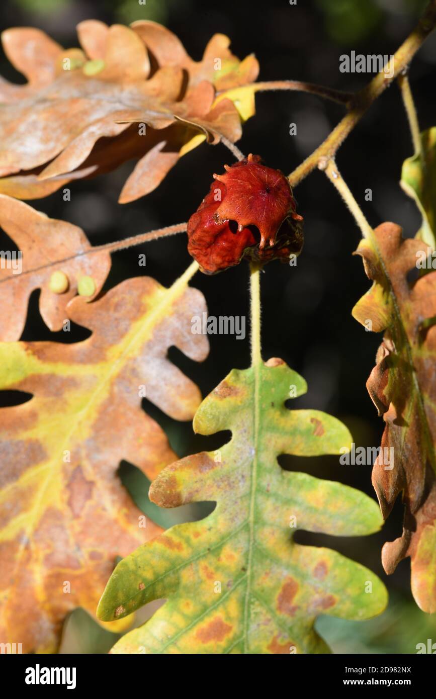 Plant Gall or Knopper Gall, Andricus quercuscalicis, on Pubescent Oak, Quercus pubescens, aka Downy or White Oak Stock Photo