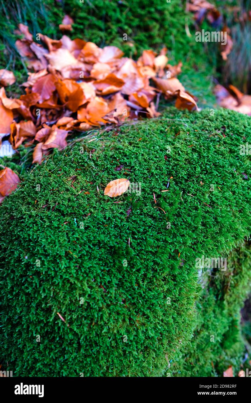 close up of moss growing on a rock with scattered autumnal leaves scattered about Stock Photo