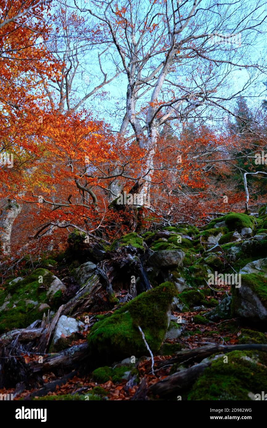 Stunning autumn scene with moss covered rocks in the foreground and tree with orange leaves in the background. Cevennes mountains in Southern France Stock Photo