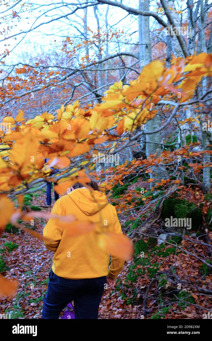 rear of boy with yellow hoodie walking and stooping to avoid low hanging branch in a forest in autumn. Cevennes, France Stock Photo