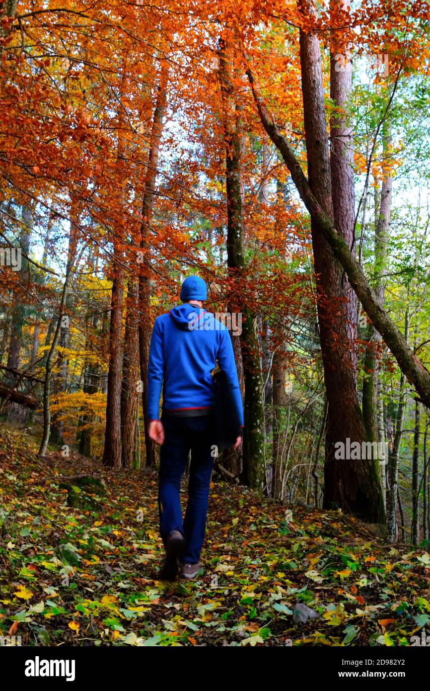 Rear of tall male hiker walking through a beautiful forest in autumn surrounded by the seasonal colors, cevennes, france Stock Photo