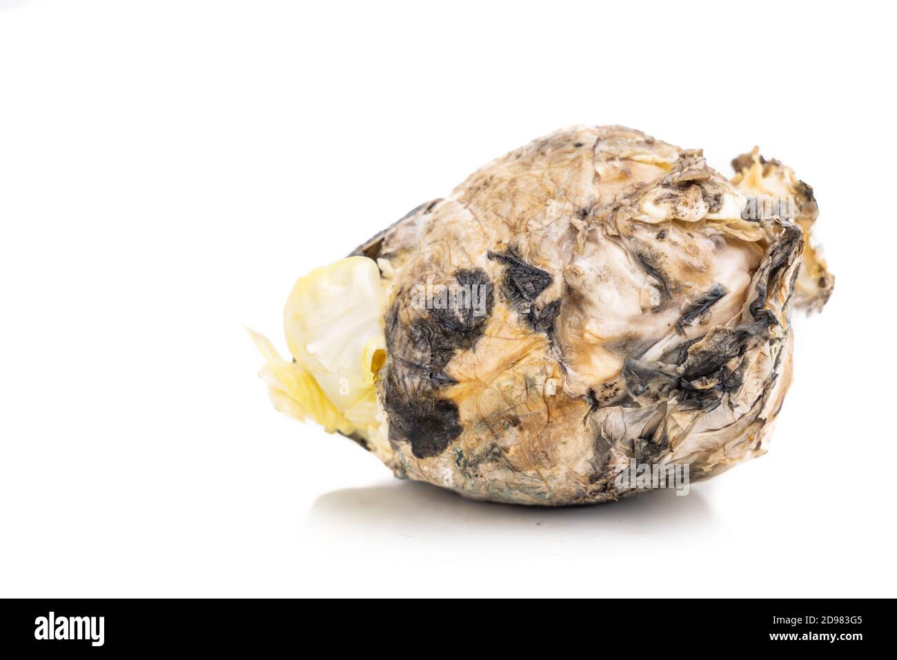 Closeup on rotten and moldy Chinese cabbage vegetable Stock Photo