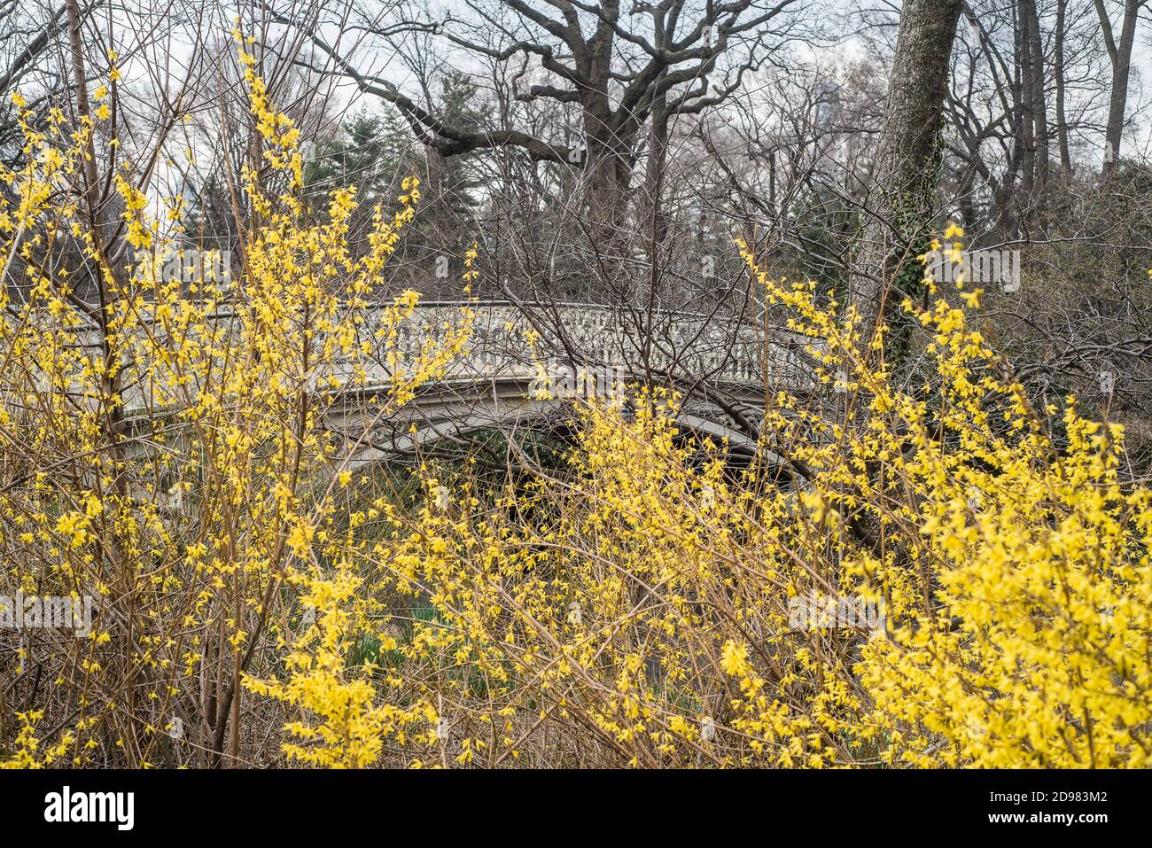 Yellow Bridge Tree Bridge behind the yellow flowers Stock Photo - Alamy