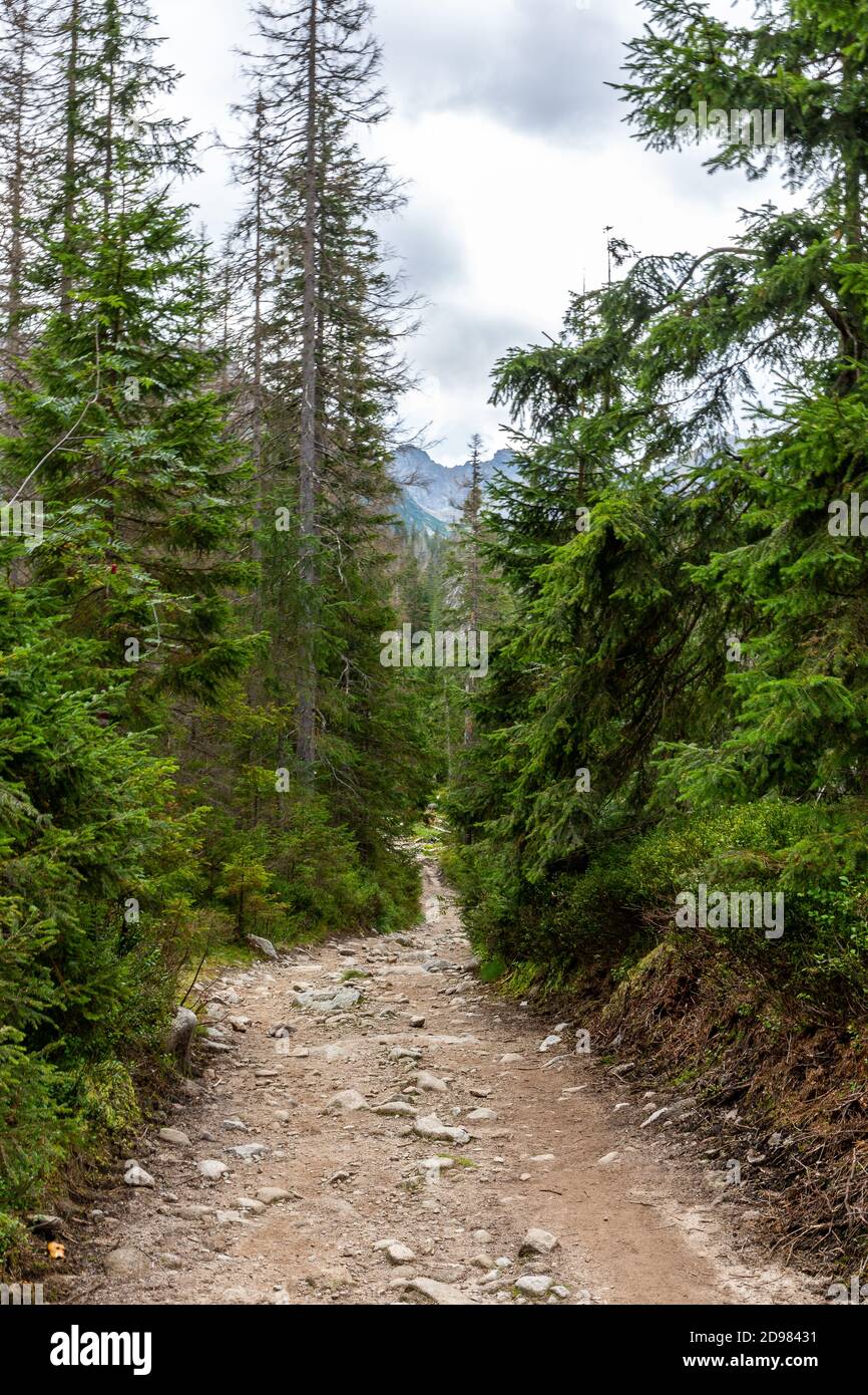 Stony mountain trail leading through lush coniferous forest, pine trees and spruces in Tatra Mountains in Poland. Stock Photo
