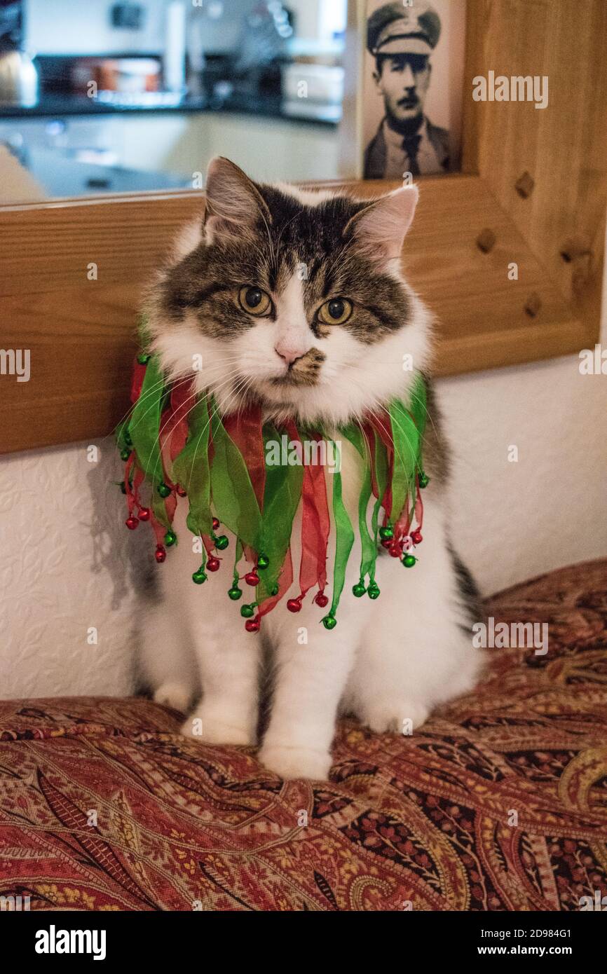 Pretty tortoise shell cat hi-res stock photography and images - Alamy