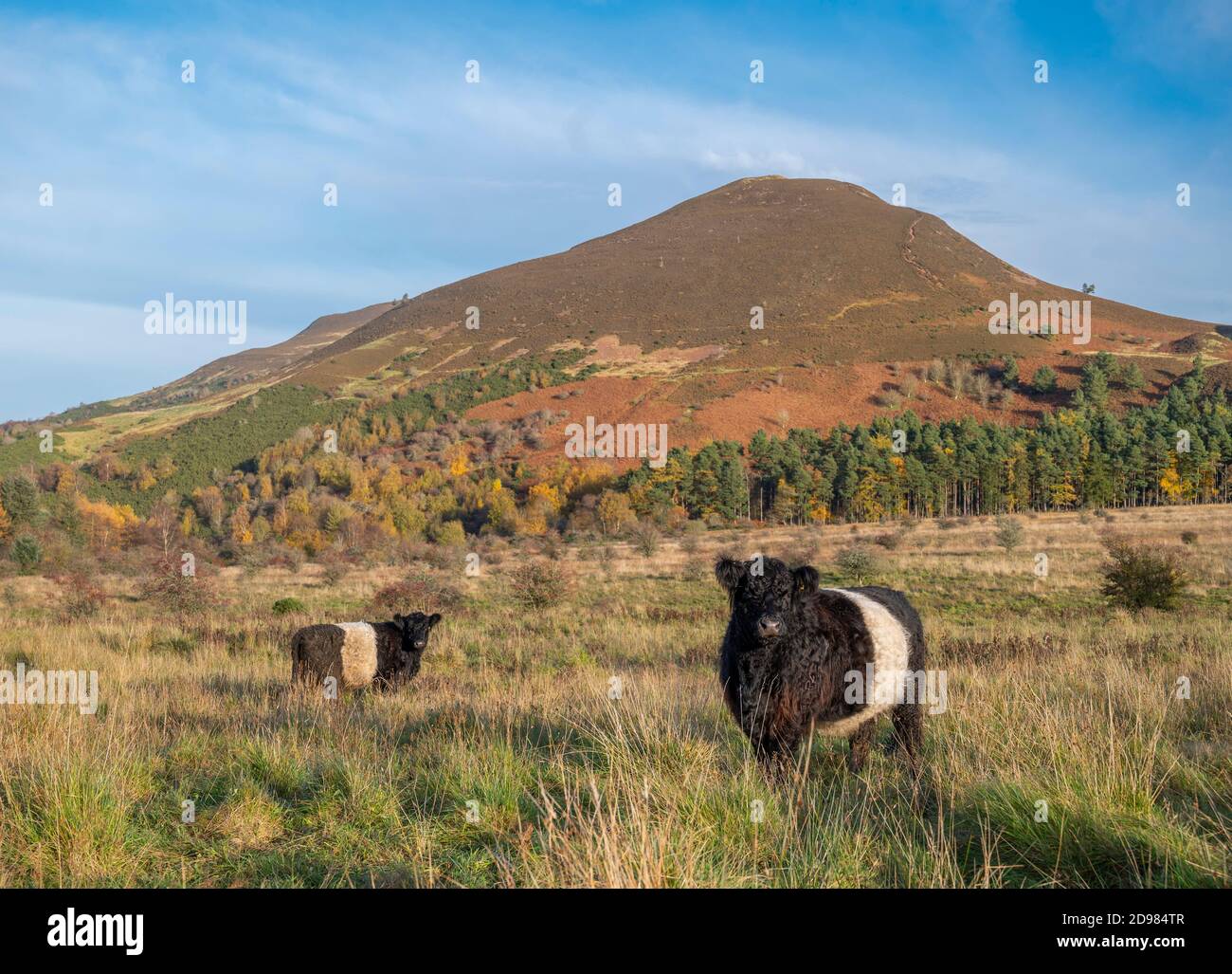 Eildon farm hi-res stock photography and images - Alamy