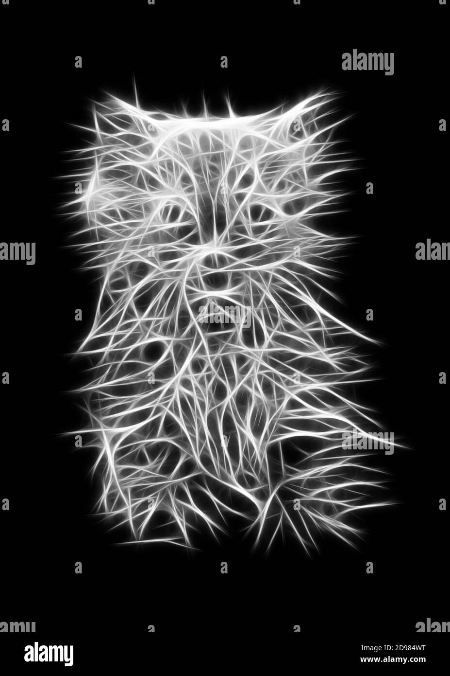 Abstract kitten on black background Stock Photo Alamy
